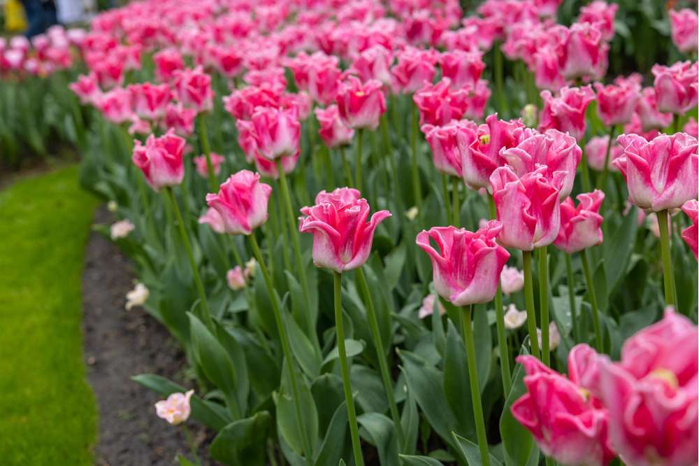 Tulipan 'Crown of Dynasty'